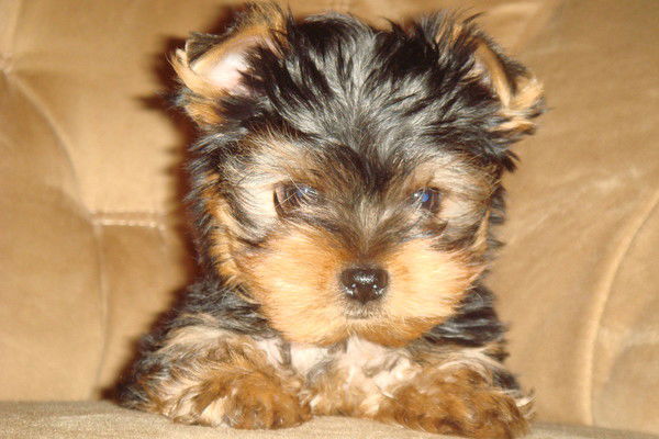 Наталья Цыганенко