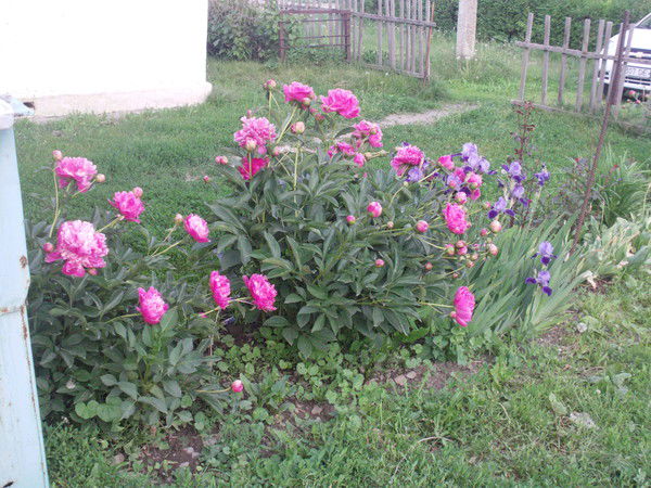 Бауыржан Адишев