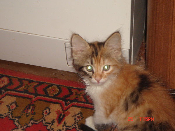 Марина Выскребцева