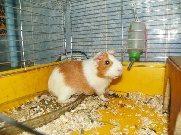 Анатолий Блинов