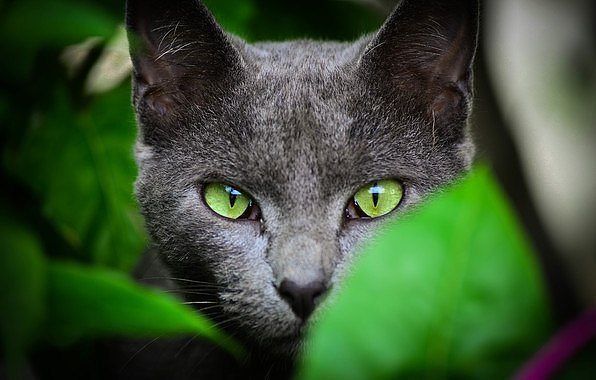 Павел Попадюк