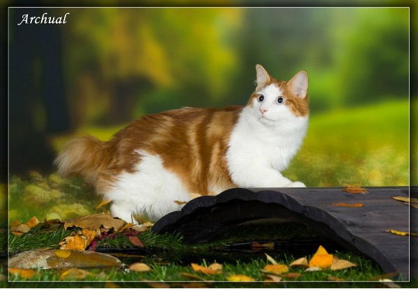 Светлана Микуленко