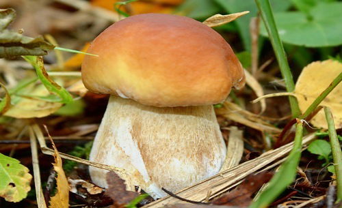 Альбина Хоменко