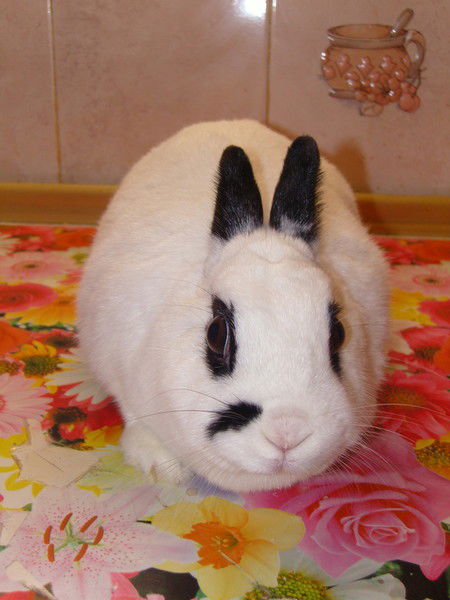 Ольга Архарова