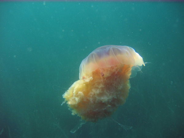 Вадим Чеблаков