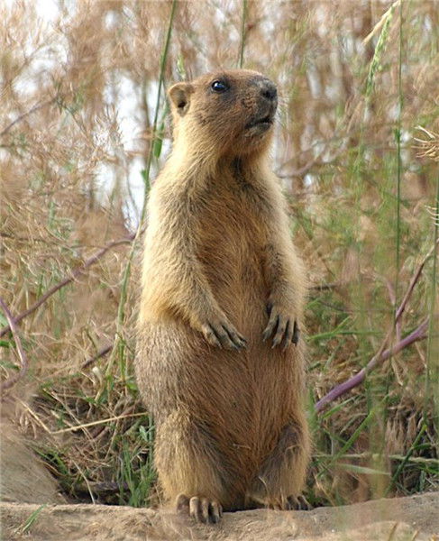 Валерий Скалкин