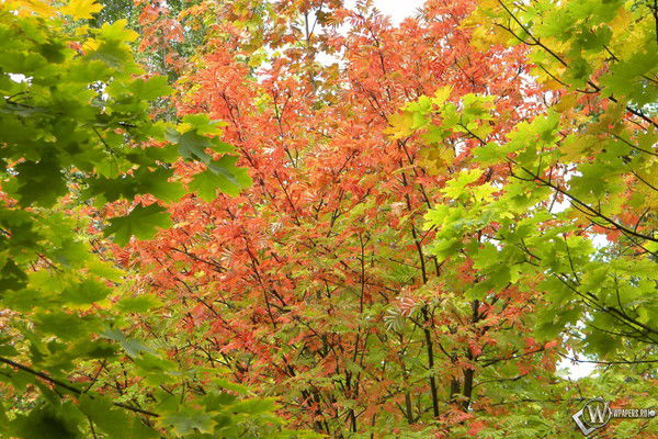 Инна Фролова