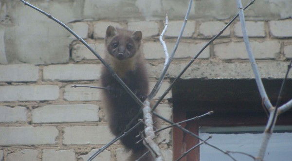 Виталий Саламадин