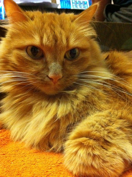 Лека Кияшова