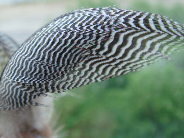 Юрий Делекторский