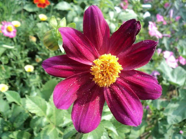 Олеся Гладкова