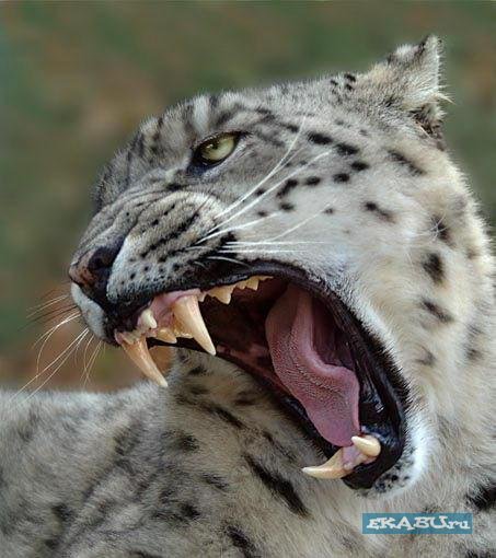 Мунко Бабуев