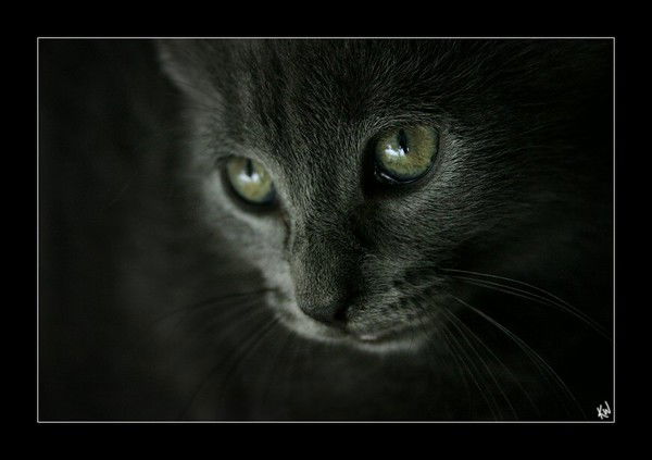 Надежда Талейсник