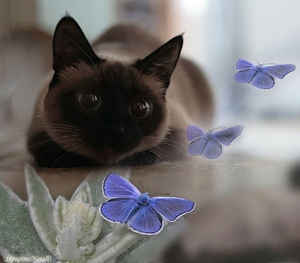 Юлия Пацева