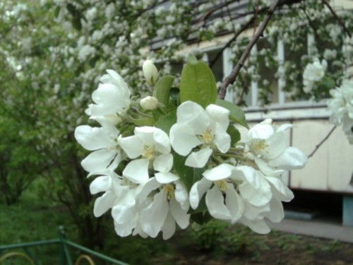 Мара Архангельская