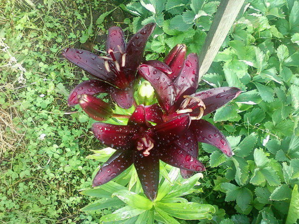 Надежда Заволотская