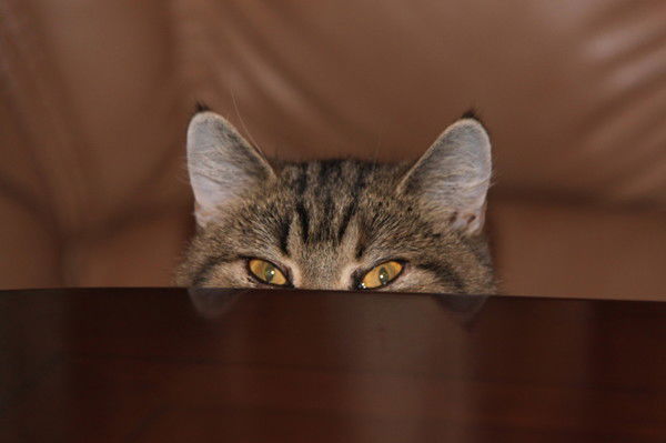 Анна Фрольцова