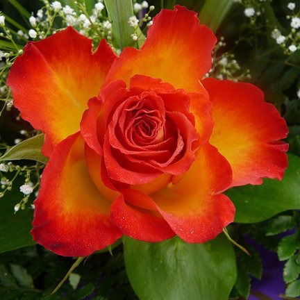 Юлия Семенова