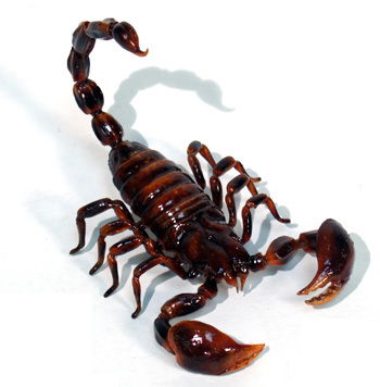 Скорпион Скорпионыч