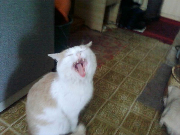 Сергей Числов