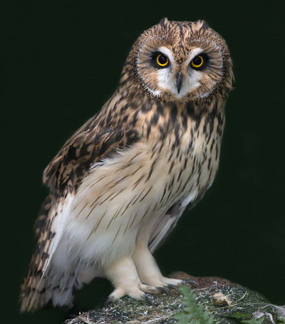 Ольга Галенко(Величко)