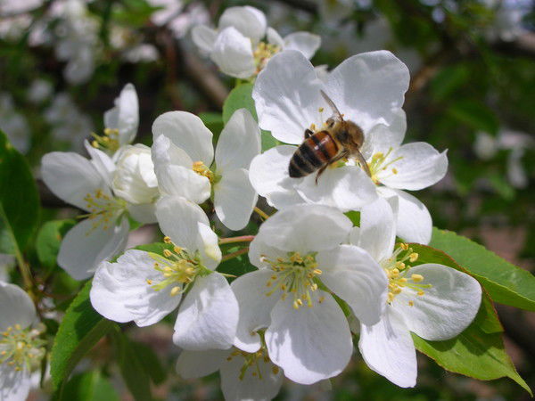 Виктория Тронина