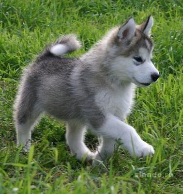 Дмитрий Ватаманюк