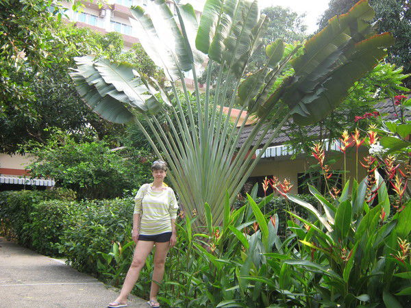 Вероника Чистозвонова