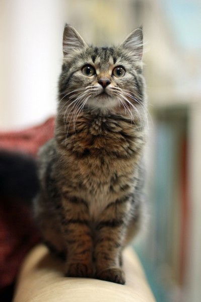 Наталья Сенченко