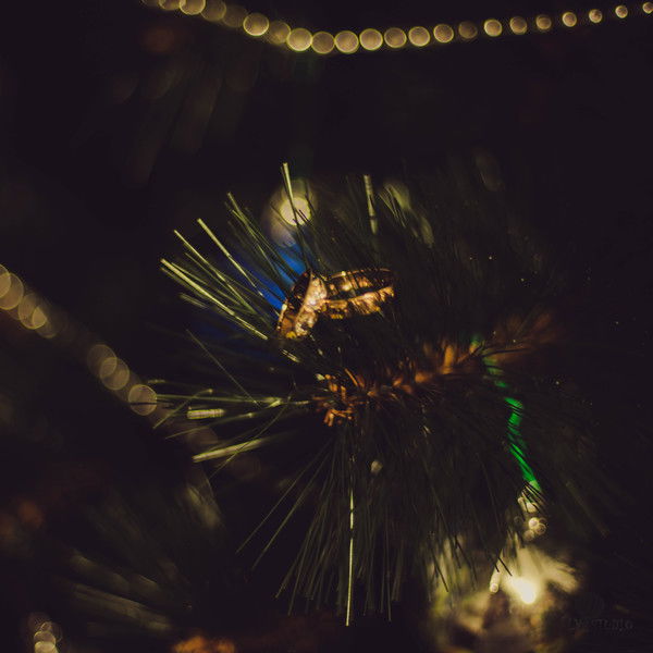 Николай Зейналов