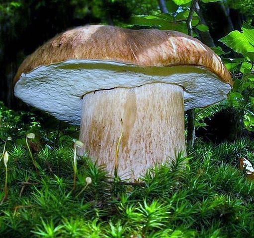 Светлана Данильченко