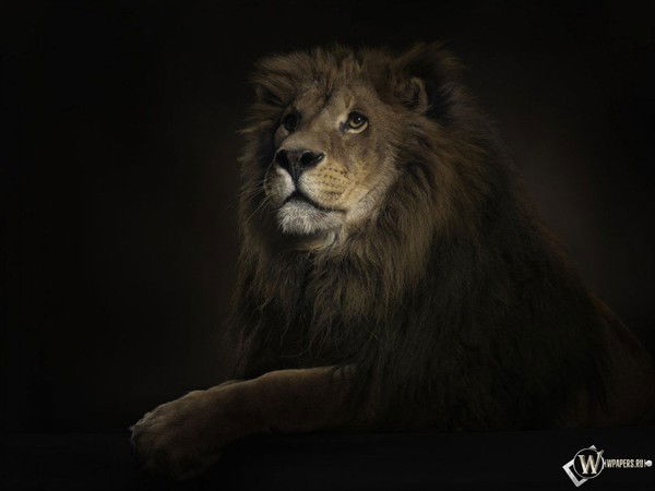 Илья Головинов