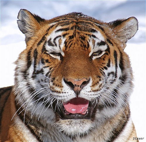 Сергей Кошелев