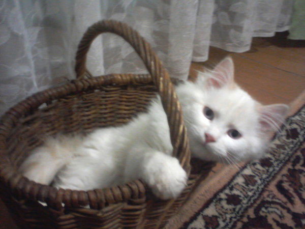 Марина Неверова