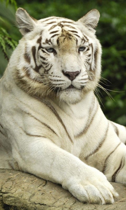 Самат Молодахметов