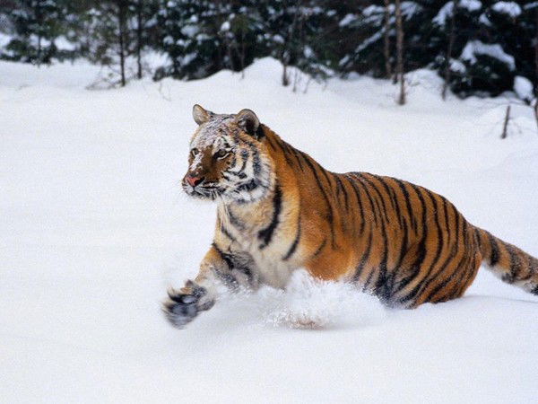 Кирилл Разживин