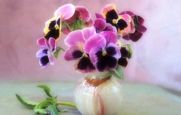 Ксения Петухова