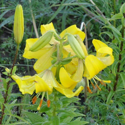 Ирина Лещёва