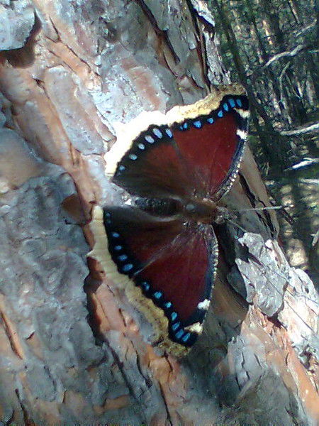 Куписова Набира