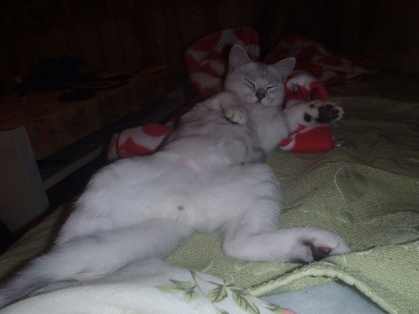 Анна Полникова