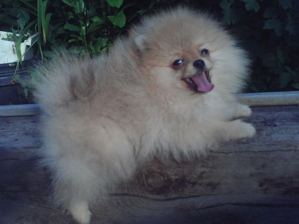 Марина Лихачева