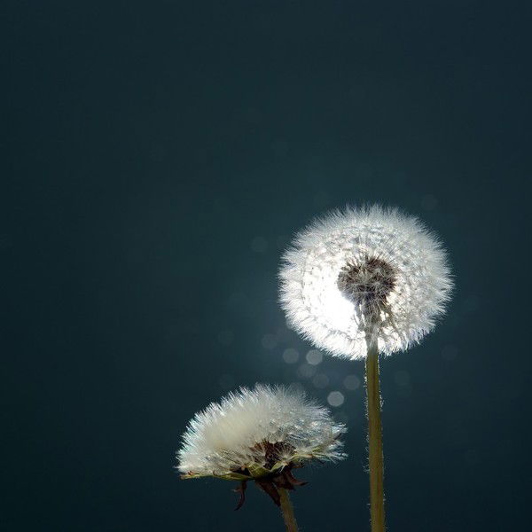 Вероника Дунай