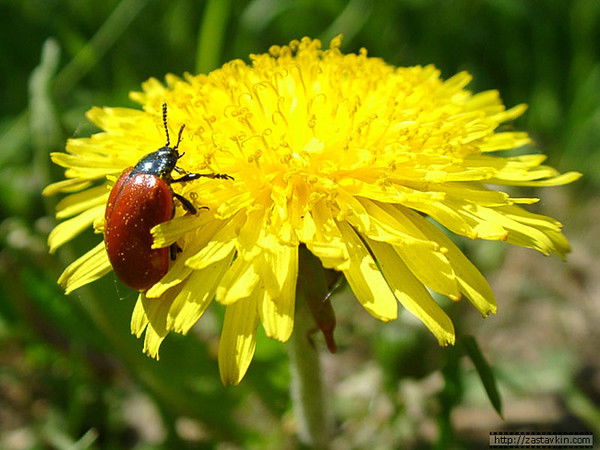 Екатерина Ходосевич
