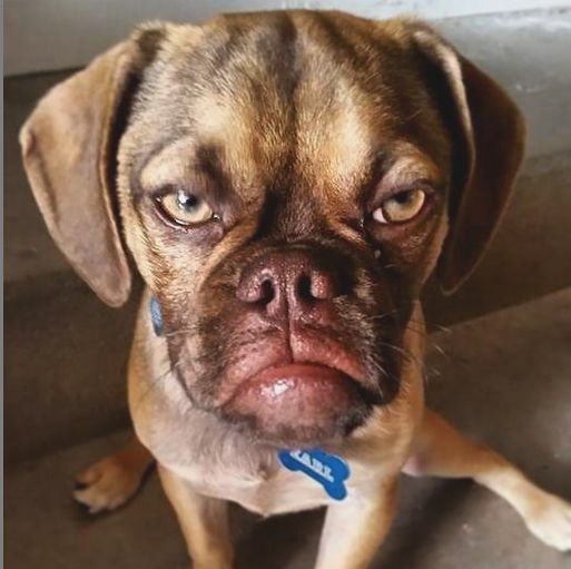 Бурбон Бурбонов