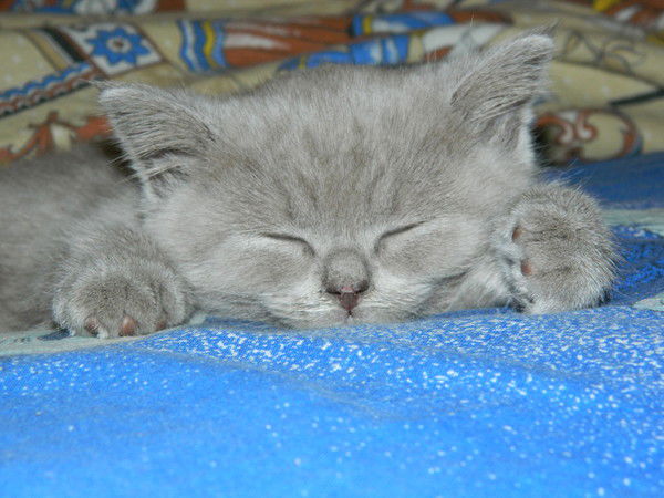 Елена Шумская