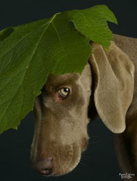 Наталья Айрапетова