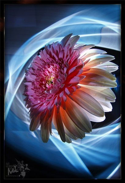 Лена - Лёнечка, Елена