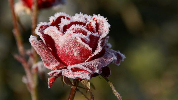 Оля Пирожкова