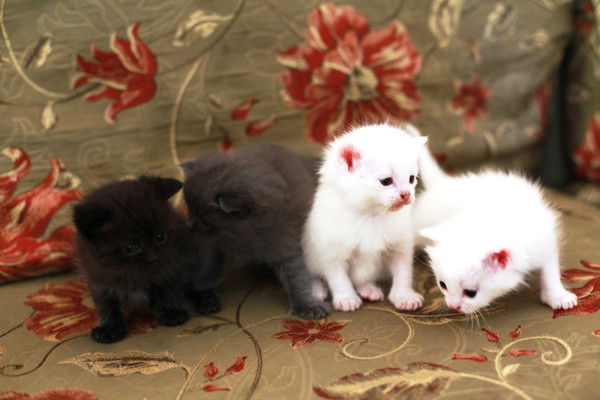 Маша Тавдишвили