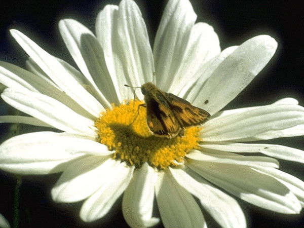 Таня Титова